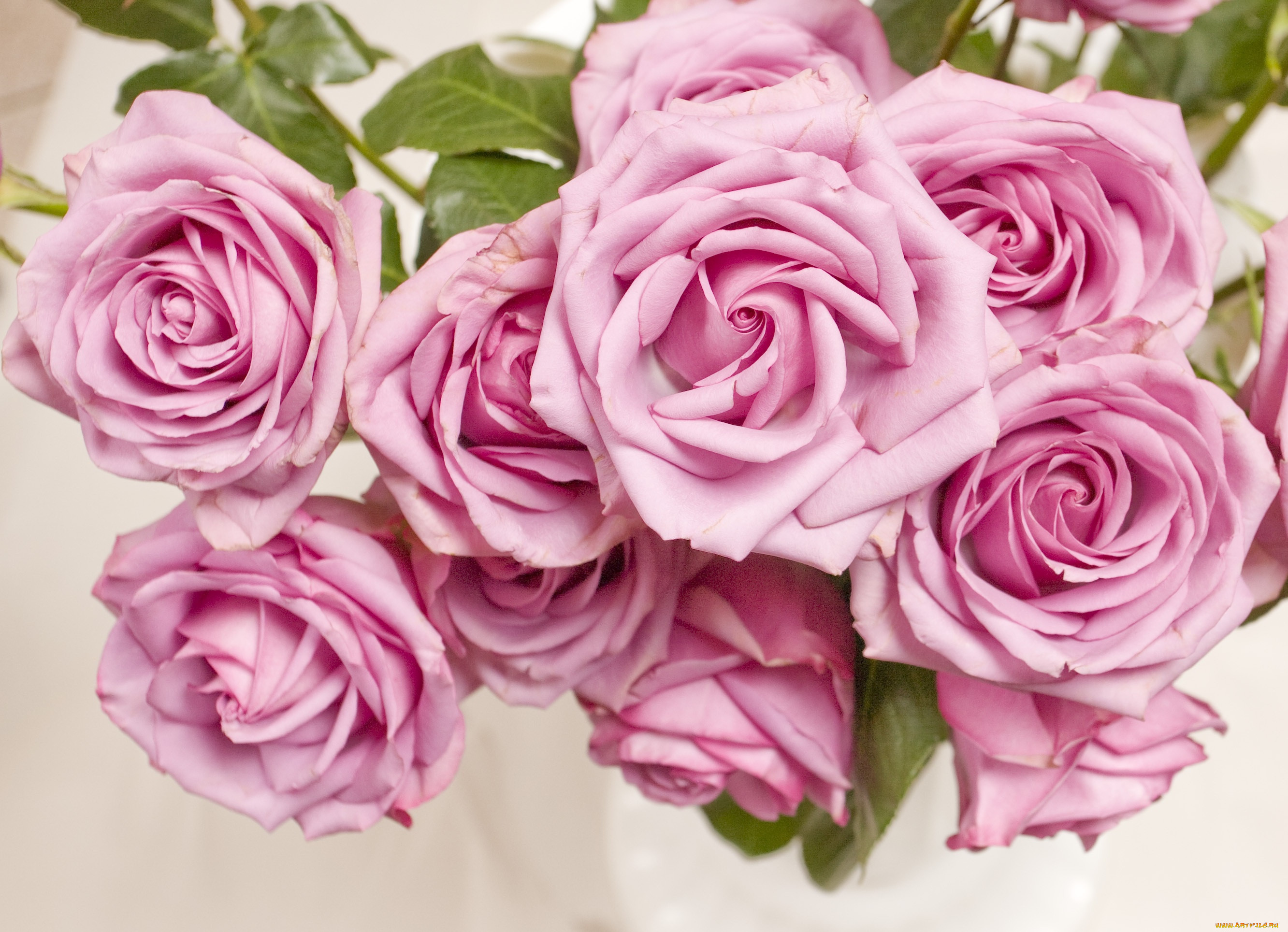 , , flowers, pink, , roses, , 